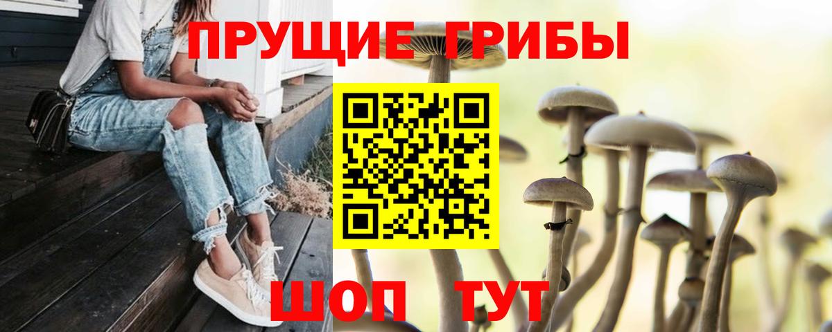 Псилоцибиновые грибы GOLDEN TEACHER  Вход с VPN  Междуреченск  как найти   Псилоцибиновые грибы мухоморы 